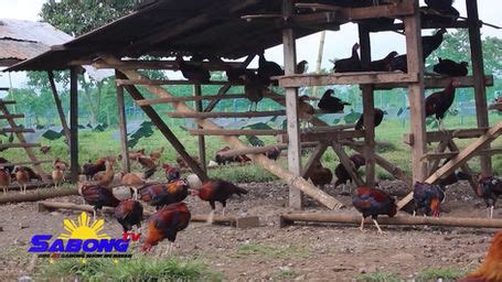 bakbakan na sabong tv|Special Sabong Features .